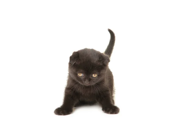 Preto Britânico Shorthair Gatinho Isolado Branco Fundo — Fotografia de Stock