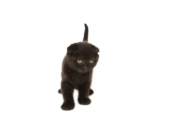 Preto Britânico Shorthair Gatinho Isolado Branco Fundo — Fotografia de Stock