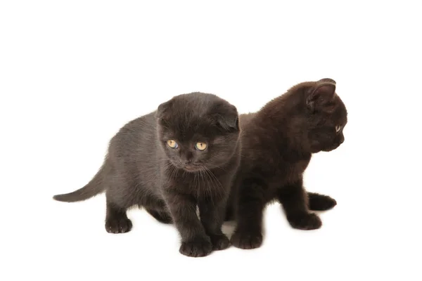 Black British Kittens Isolated White Background Top View — Stock Photo, Image