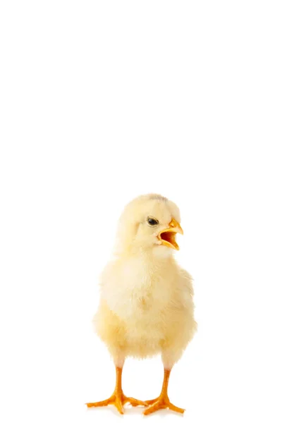 Little Chicken Isolated White Background Top View — Stock Photo, Image