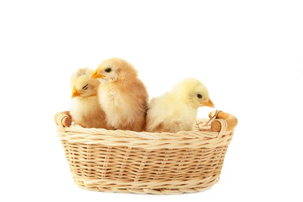 Trois Bébés Poulets Intérieur Panier Extérieur Sur Blanc Vue Dessus — Photo