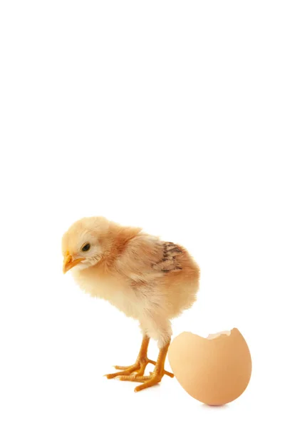 Yellow Small Chick Egg Isolated White Background Top View — Stock Photo, Image