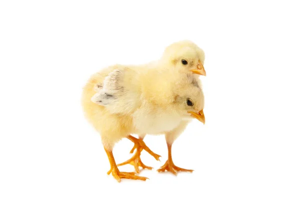 Two Chicks Front White Background Top View — Stock Photo, Image