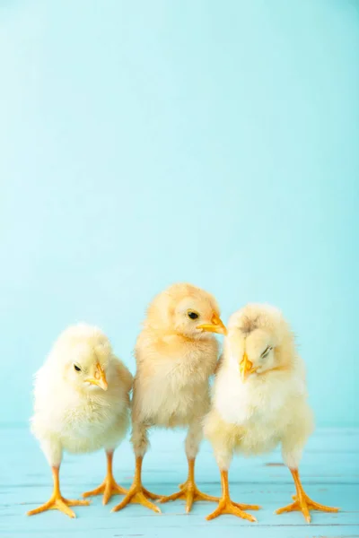 Three Chicks Front Blue Background Top View — Stock Photo, Image