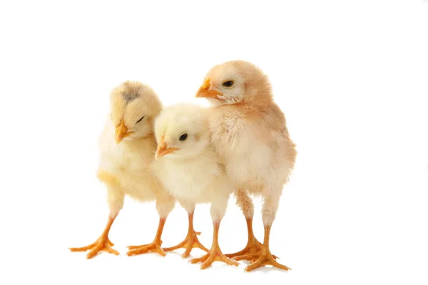 Three Chicks Front White Background Top View — Stock Photo, Image