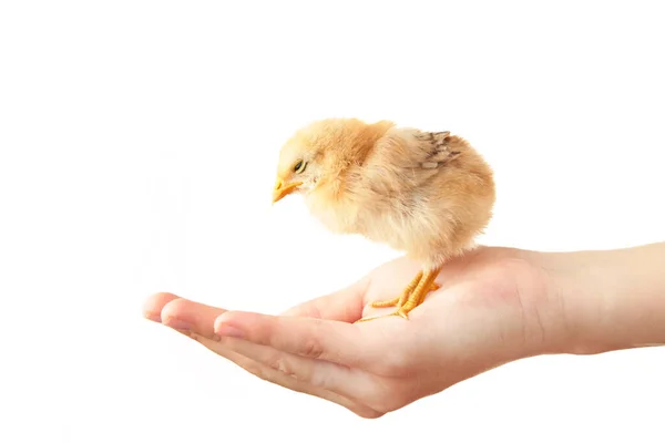 Female Hands Holding Chick Isolated White Top View — Stock Photo, Image