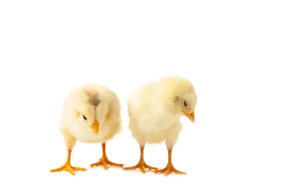 Two Chicks Front White Background Top View — Stock Photo, Image