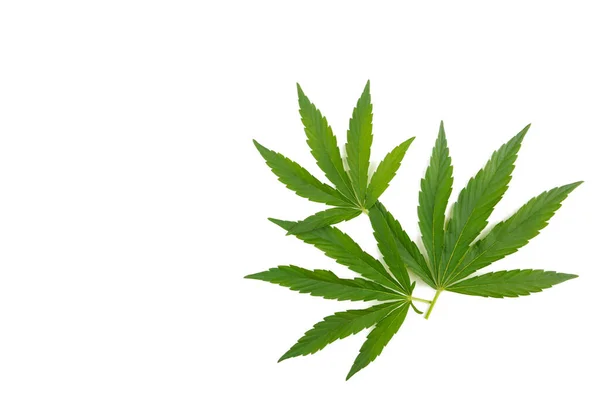 大麻の葉 白で隔離されたマリファナの葉 トップ表示 — ストック写真