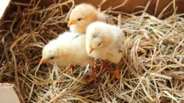 Üç civciv yuvada. Yavru tavuk. Üst görünüm