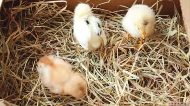 Drei Kleine Küken Nest Hühnerbaby Ansicht Von Oben — Stockvideo