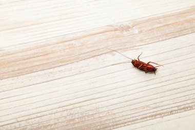 Yerde ölü hamamböceği var. Evdeki sorunu, hamamböceklerinin mutfakta yaşaması ve hamamböceklerini evde zehirli spreyle öldürmesi olarak algılayın. Üst görünüm