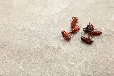 Gri arka planda ölü hamamböcekleri. Evdeki sorunu, hamamböceklerinin mutfakta yaşaması ve hamamböceklerini evde zehirli spreyle öldürmesi olarak algılayın. Üst görünüm