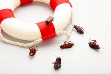 Ölü hamamböcekleri ve can simidi. Böcek şirketlerinin konsepti evleri tehdit eden böcekleri engeller. Haşere kontrolü