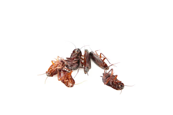 Mange Kakerlakker Isoleret Den Hvide Baggrund Set Fra Oven - Stock-foto