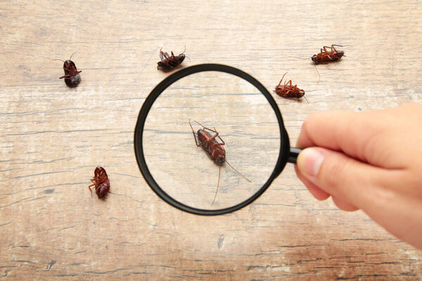 Dead cockroaches on floor zooming by magnifying glass , pest control service. Top view