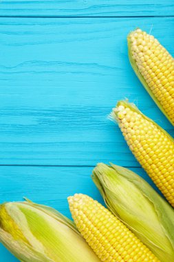 Mavi arka planda, kopya alanı olan bir mısır kulağı. Üst görünüm