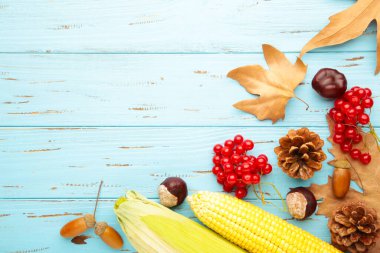 Mavi üzerine sonbahar kompozisyonu. Meşe palamudu, kozalak, mavi arka planda anason yıldızı.