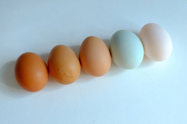 Tavuk yumurtası ve ördek yumurtası beyaz arka planda sıraya, Sh karşılaştırın