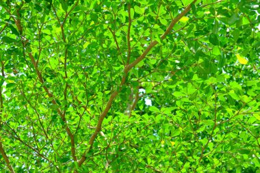 Fildişi sahili badem arka plan dalları ve yaprakları