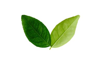 Ön ve arka limon beyaz arka plan üzerinde bırakın