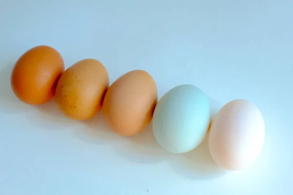 Chicken egg and duck egg line up on white background, Compare sh