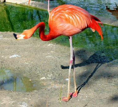 groep van rode Flamingo 's