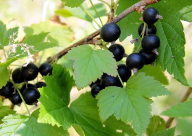 frenk üzümü arka plan yeşil yaprakların üzerinde Şubesi