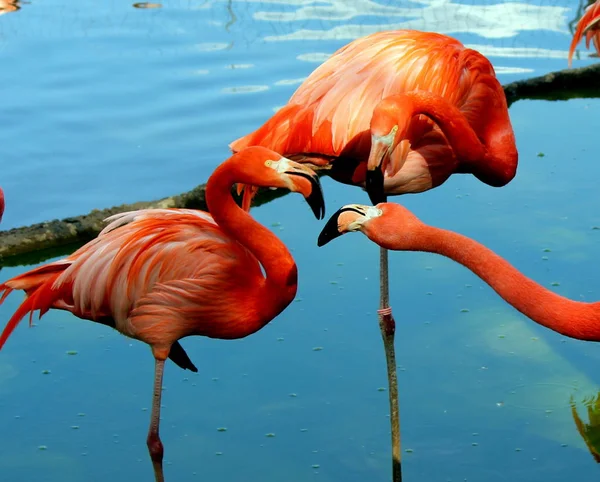 Grupo Flamingos Vermelhos — Fotografia de Stock