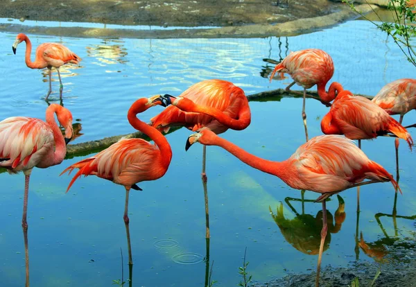 赤のフラミンゴのグループ — ストック写真