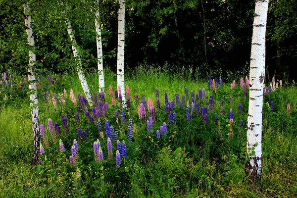 Skogskanten Med Björkar Och Blommande Lupiner Sommardag — Stockfoto