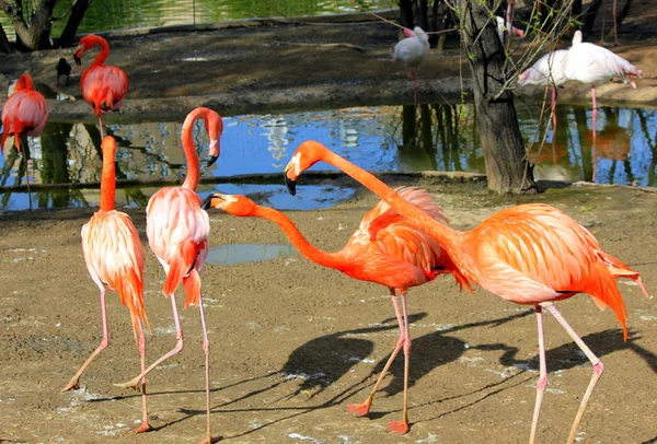 赤のフラミンゴのグループ — ストック写真