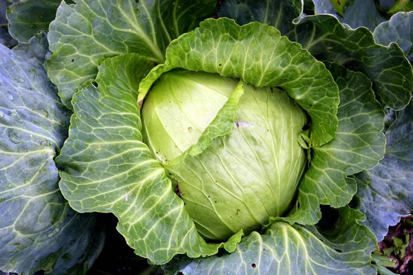 Vegetables Garden White Cabbage — Stock Photo, Image