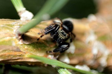 Makro. Bir örümcek iğne yapraklı dal üzerinde oturur