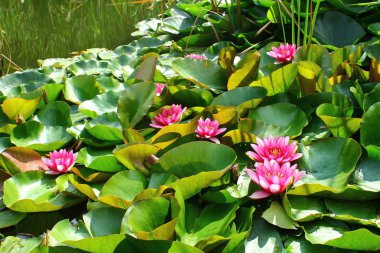 Nilüferler gölette