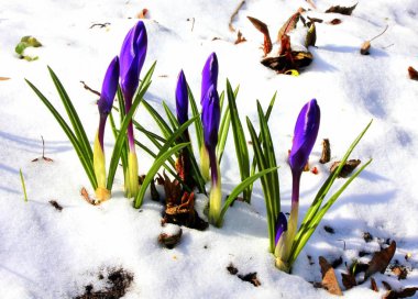 karda güzel çiğdem