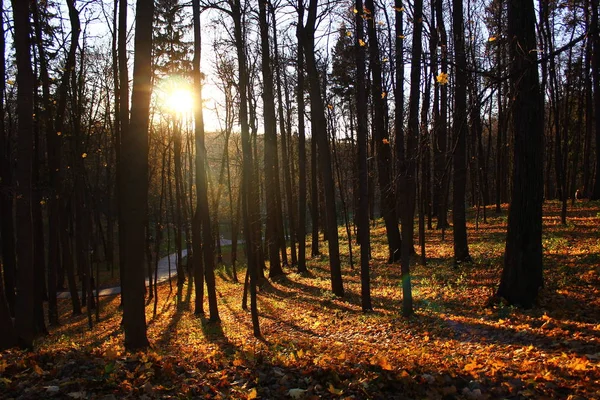 Solnedgång Skogen — Stockfoto