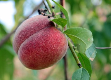 Dal büyük şeftali