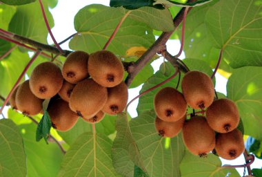 Kivi büyük bir asma üzerinde bir demet