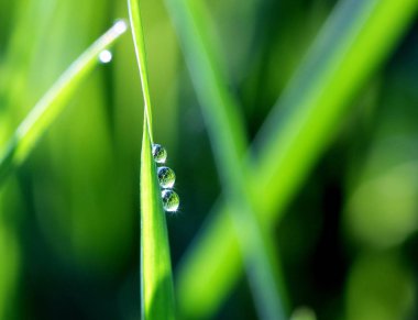 Macro.Three çiğ tanesini çim bir yansıması ile düşer.