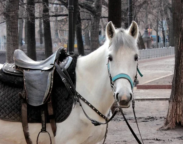 Белый Конь Прогулок Городу — стоковое фото
