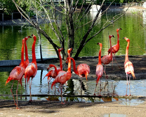Vackra Flamingos Röd Färg — Stockfoto