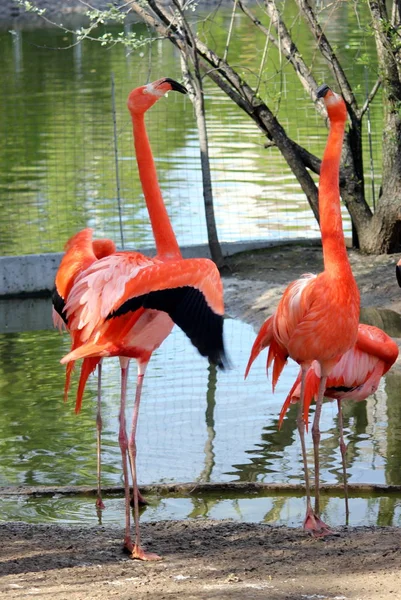 Beaux Flamants Roses Couleur Rouge — Photo