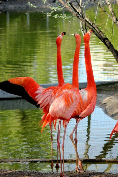 Beaux Flamants Roses Couleur Rouge — Photo