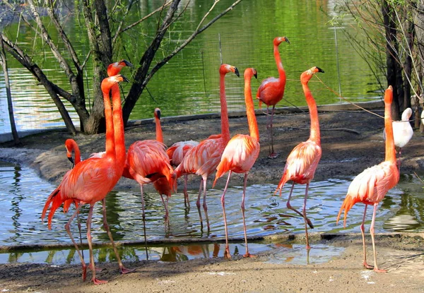 Vackra Flamingos Röd Färg — Stockfoto