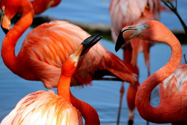 Beaux Flamants Roses Couleur Rouge — Photo