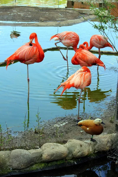 Piękne Flamingi Kolor Czerwony — Zdjęcie stockowe