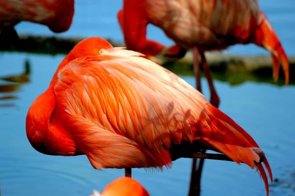 Beautiful Flamingos Red Color — Stock Photo, Image