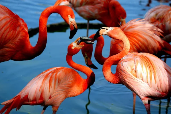 Beautiful Flamingos Red Color — Stock Photo, Image