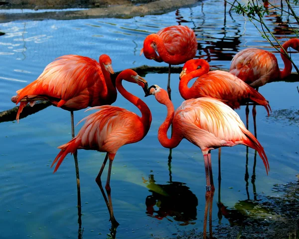 Beaux Flamants Roses Couleur Rouge — Photo