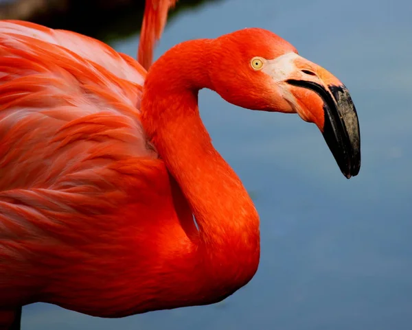 Beautiful Flamingos Red Color — Stock Photo, Image